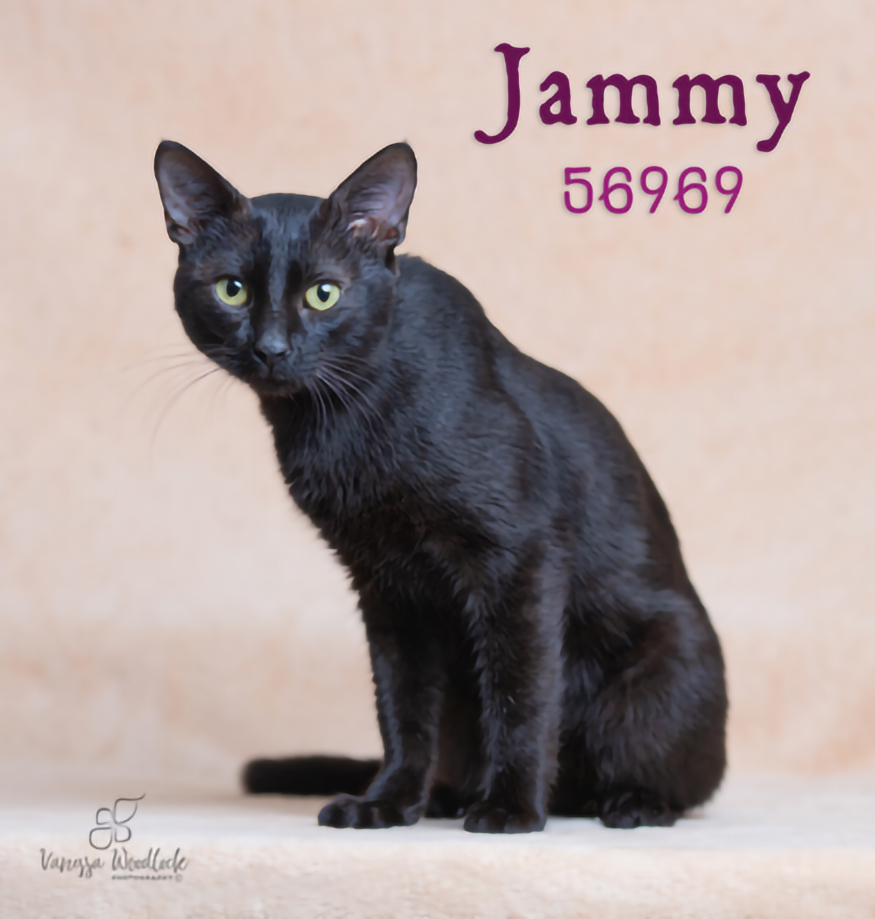 PET OF THE WEEK: Jammy Powered by Jackson & Sons