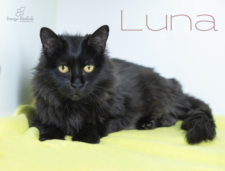 PET OF THE WEEK: Luna Powered by Jackson & Sons