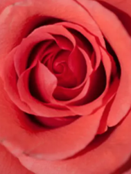 Deborah Ann Glanowski Lange