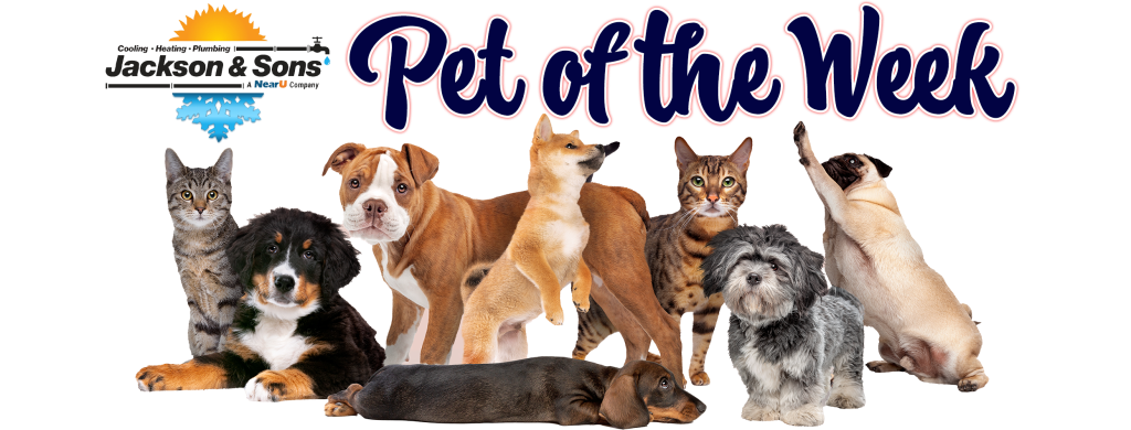 Pet of the Week banner 2025 new logo transparent