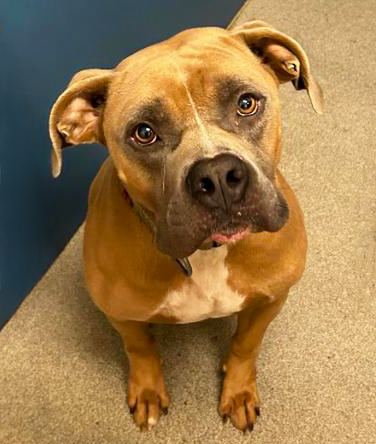 PET OF THE WEEK: Rocco Powered by Jackson & Sons