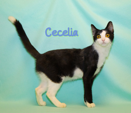PET OF THE WEEK: Cecelia Powered by Jackson & Sons