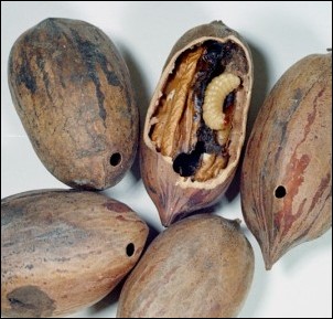 August is Critical Time for Managing Pecan Weevil, Extension Agent Warns