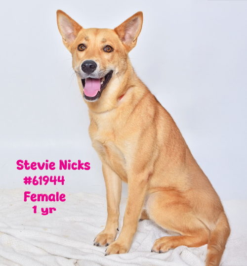 PET OF THE WEEK: Stevie Nicks Powered by Jackson & Sons