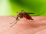 North Carolina Reports First West Nile Virus Case of 2025
