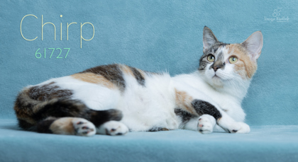 PET OF THE WEEK: Chirp Powered by Jackson & Sons