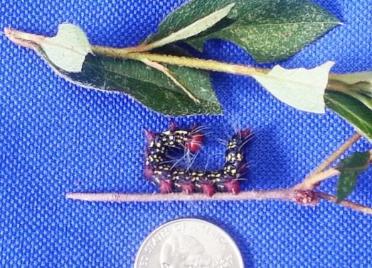 Wayne County Gardeners Warned: “Labor Day Worms” Threaten Azalea Plants