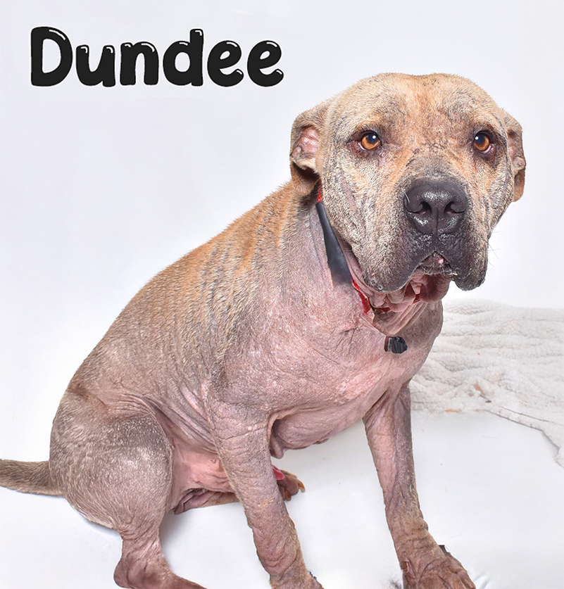 PET OF THE WEEK: Dundee Powered by Jackson & Sons