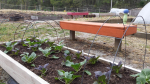 Time to Plant a Fall Vegetable Garden in Wayne County