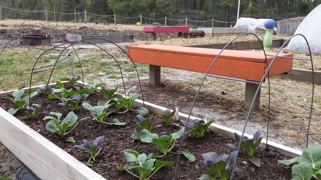 Time to Plant a Fall Vegetable Garden in Wayne County