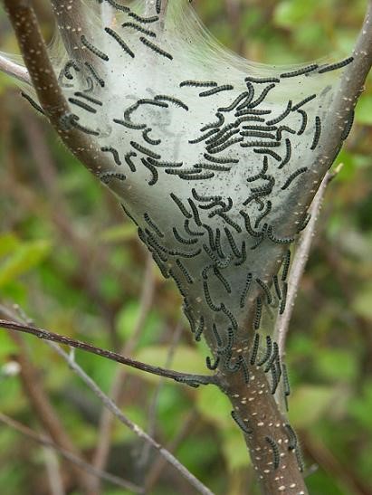 Webworms vs. Bagworms: A Gardener’s Guide to Tree Pest Identification