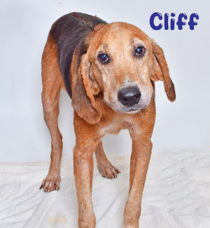 PET OF THE WEEK: CliffPowered by Jackson & Sons