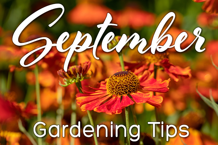 September Gardening Tips for Eastern North Carolina