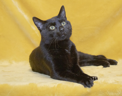 PET OF THE WEEK: Trey Powered by Jackson & Sons