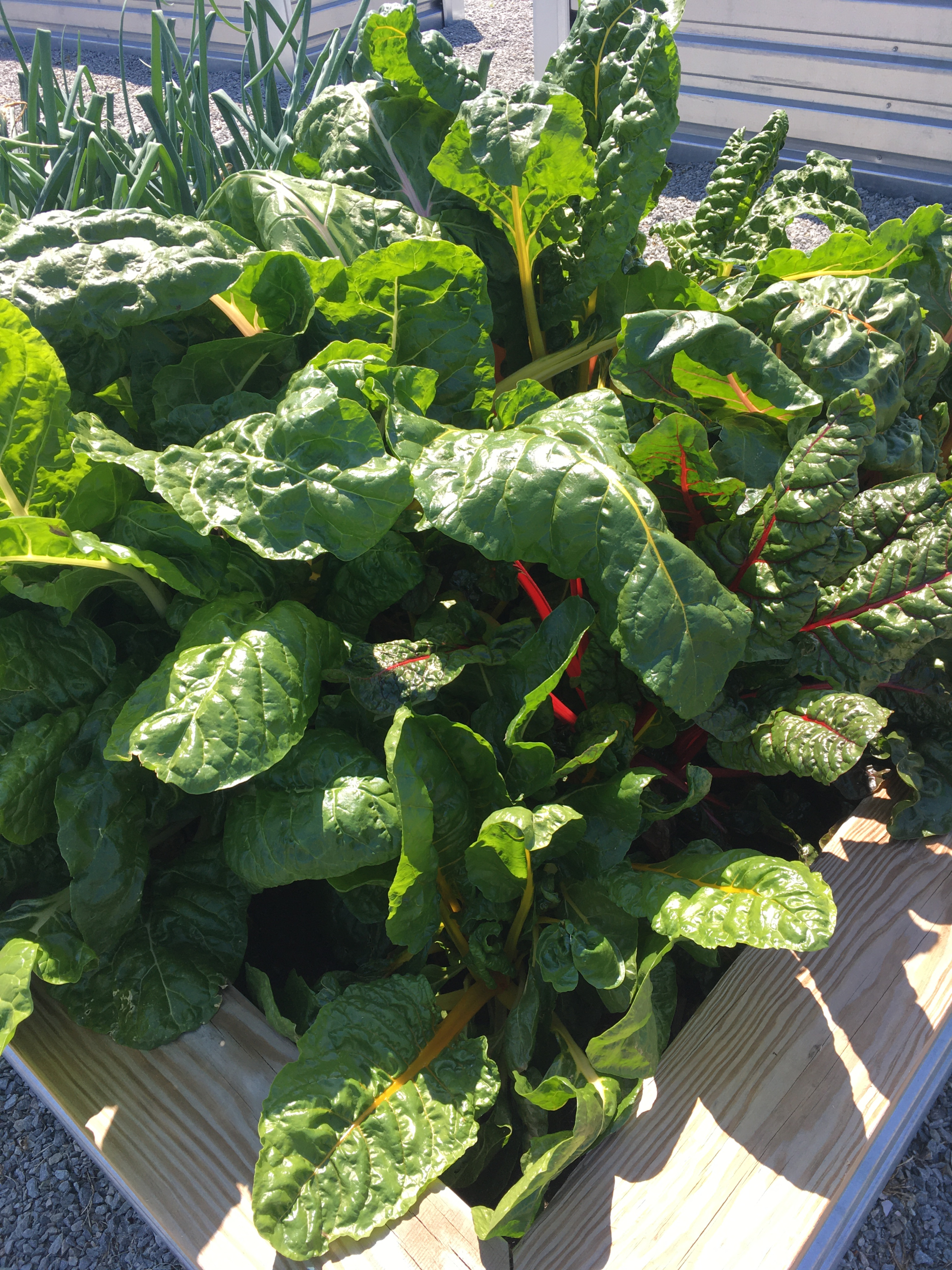September Gardening: Essential Tips for Fall Garden Preparation