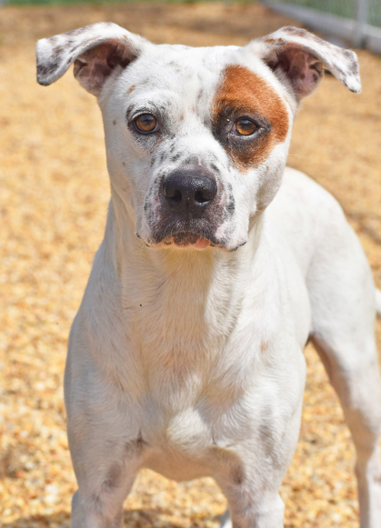 PET OF THE WEEK: Rubble Powered by Jackson & Sons