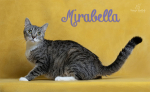 PET OF THE WEEK: Mirabella Powered by Jackson & Sons