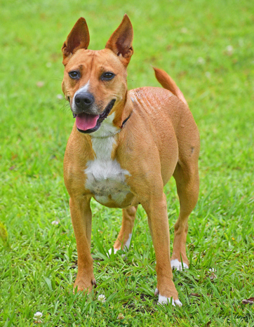 PET OF THE WEEK: Chiquita Powered by Jackson & Sons