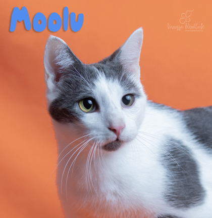 PET OF THE WEEK: Moolu Powered by Jackson & Sons