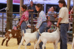 Local Students Shine at Wayne Regional Agricultural Fair