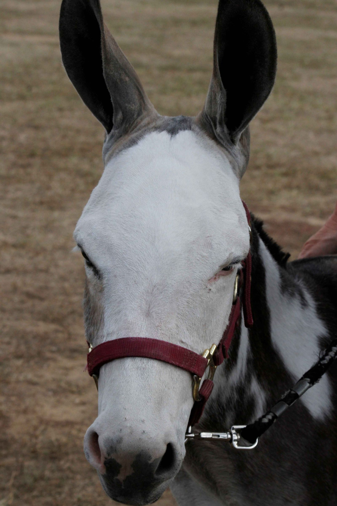Wayne Regional Agricultural Fair Day 7 & 8