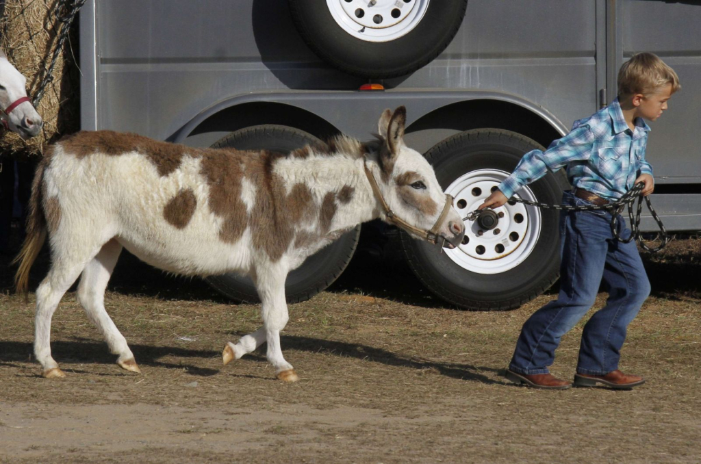 Wayne Regional Agricultural Fair Day 7 & 8