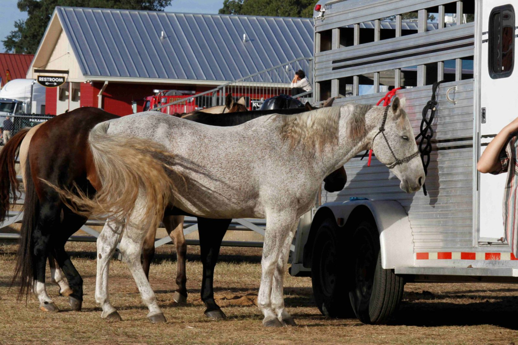 Wayne Regional Agricultural Fair Day 7 & 8