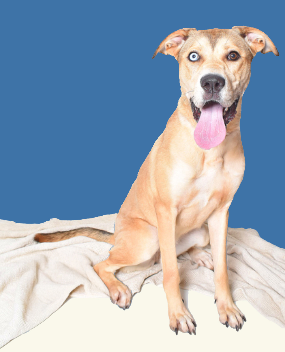 PET OF THE WEEK: Kat  Powered by Jackson & Sons