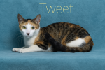 PET OF THE WEEK: Tweet Powered by Jackson & Sons