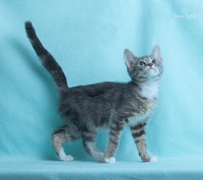 PET OF THE WEEK: Boots Powered by Jackson & Sons