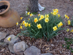 Plant Spring Bulbs This Fall for a Colorful Garden