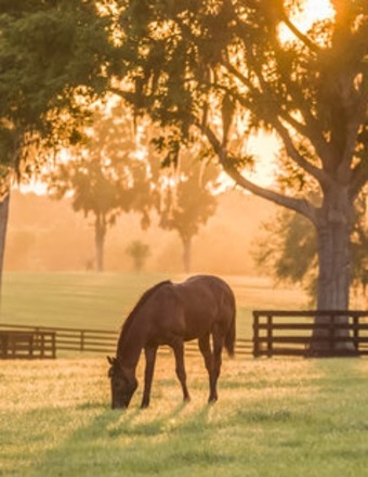 Cuzzie Elizabeth Wilson