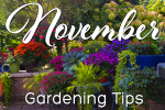 November Gardening Tips: Preparing Your Landscape for Winter