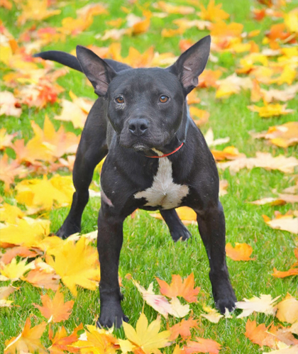 PET OF THE WEEK: Hero Powered by Jackson & Sons