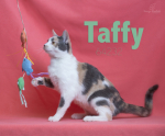 PET OF THE WEEK: Taffy Powered by Jackson & Sons