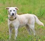 PET OF THE WEEK: Kravitz Powered by Jackson & Sons