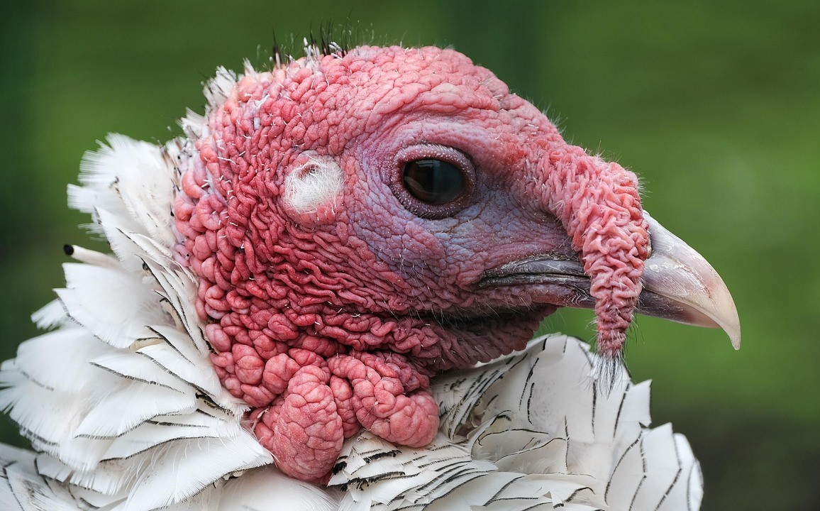 High Path Avian Influenza Confirmed in Wayne County Turkey Operation