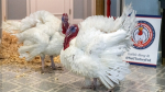 Wayne County Turkeys Gobble and Waddle Receive Presidential Pardon at the White House