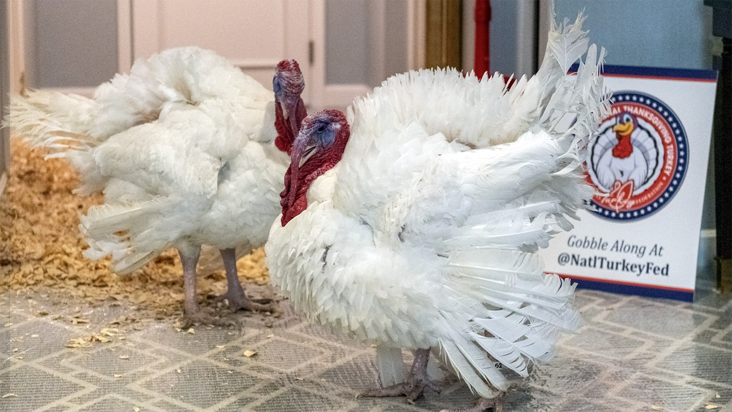 Wayne County Turkeys Gobble and Waddle Receive Presidential Pardon at the White House