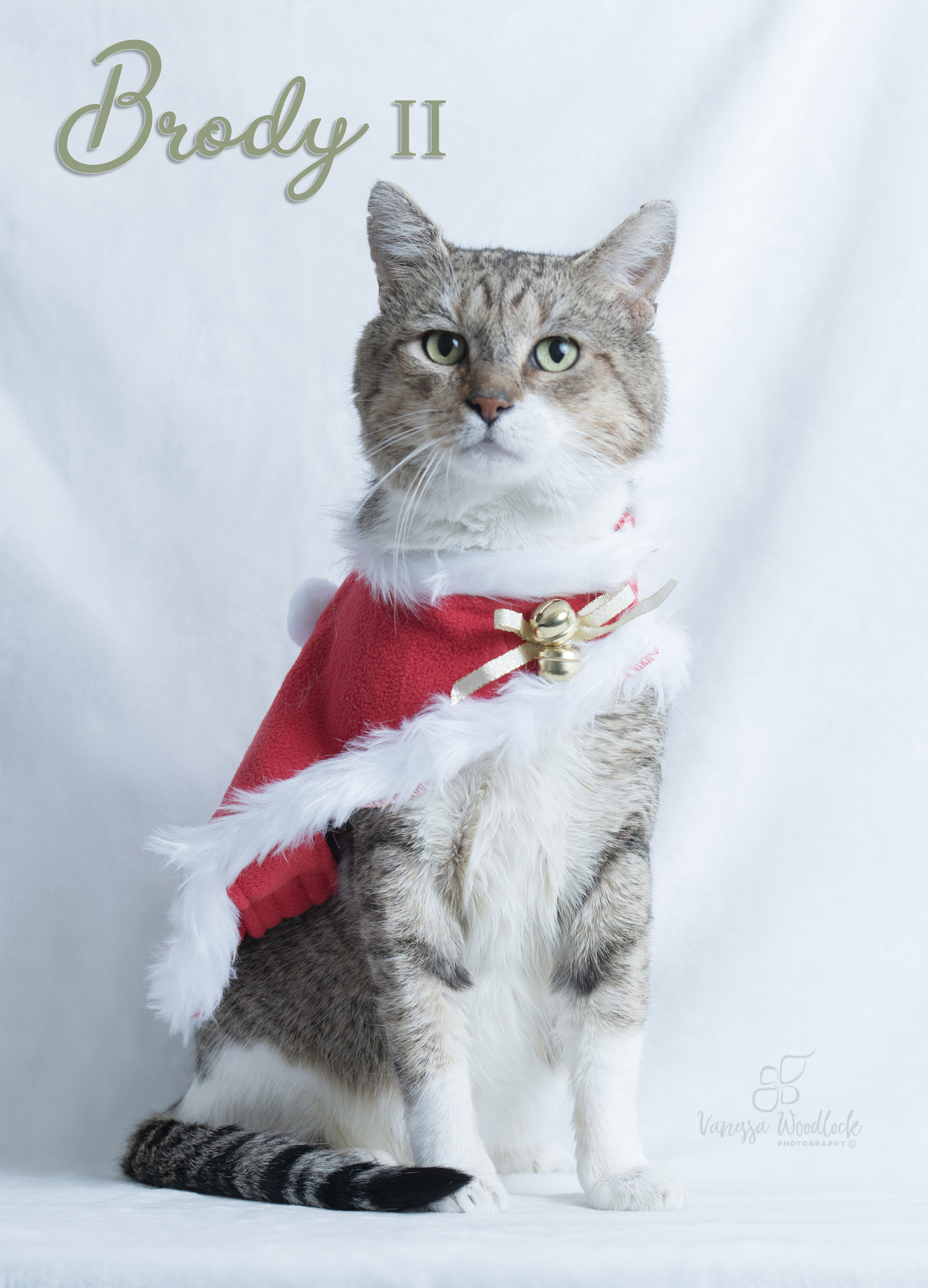 PET OF THE WEEK: Brody II Powered by Jackson & Sons