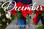 December Gardening Tips: Protect Your Landscape, Plan for the Spring