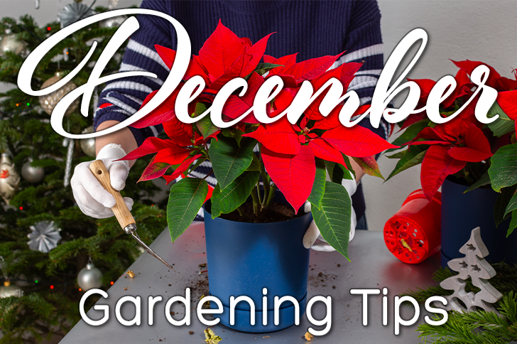 December Gardening Tips: Protect Your Landscape, Plan for the Spring