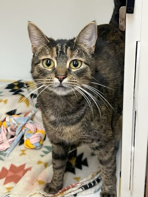 PET OF THE WEEK: Miss Moneypenny Powered by Jackson & Sons