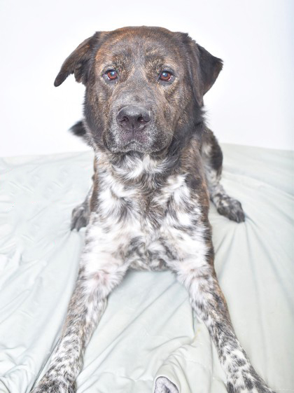 PET OF THE WEEK: Victor Powered by Jackson & Sons