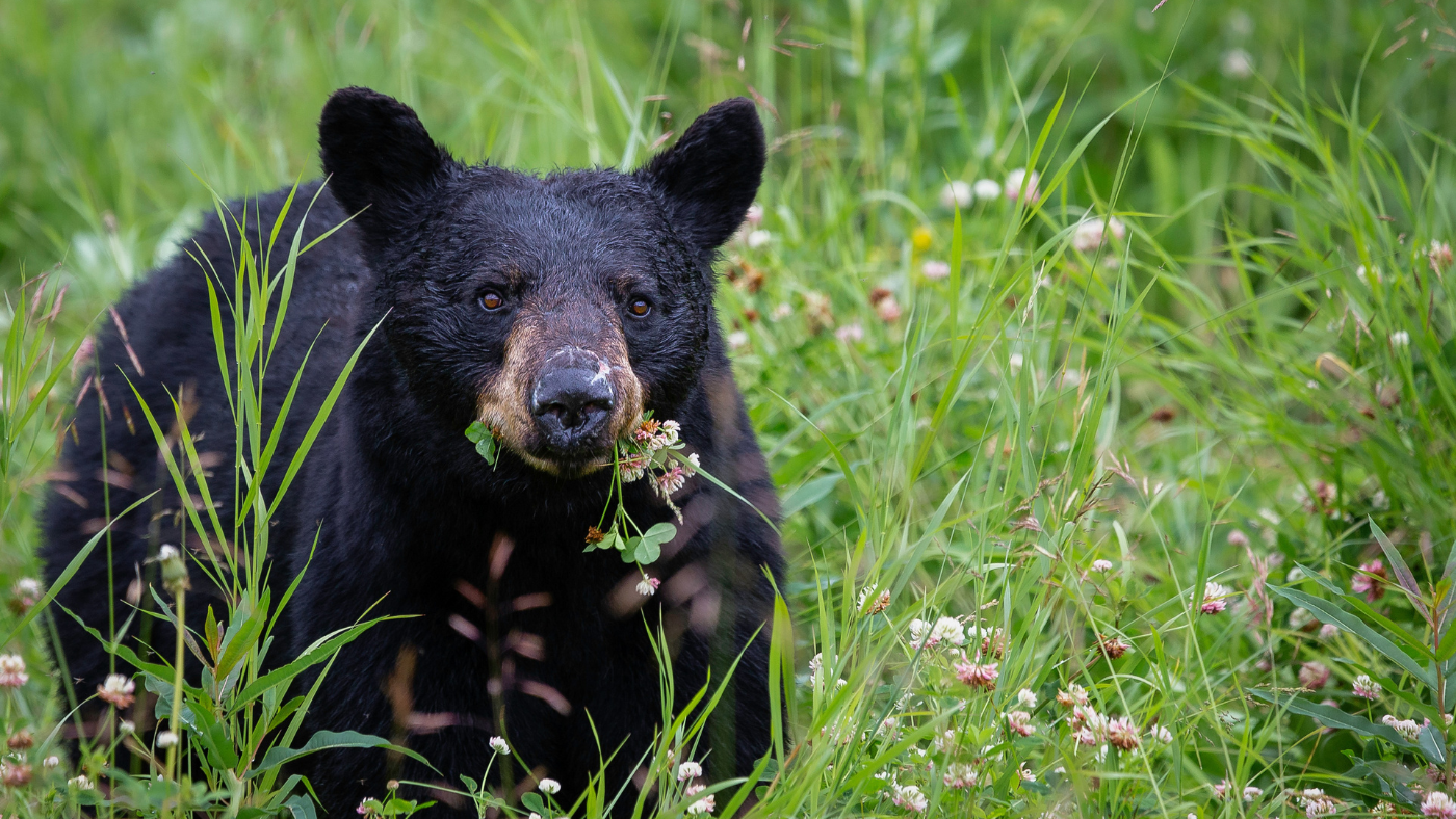 11th Annual Black Bear Festival