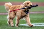 Nationals’ bat-retrieving dog Bruce gets call up to majors from Triple-A, set for MLB debut Saturday