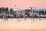 Flamingos are stirring up trouble and ravaging rice for risotto in Italy’s northeast