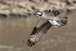Osprey came back from the brink once. Now chicks are dying in nests, and some blame overfishing