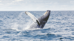 Blue Whales Lecture Series