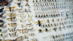 BugFest